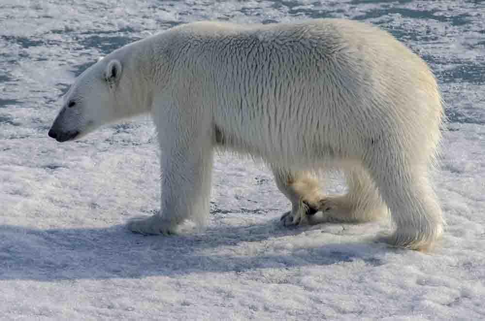 Oso Polar - islas Svalbard - Noruega 33.jpg